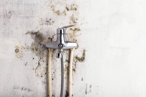 Best Professional Mold Removal  in Imperial, NE