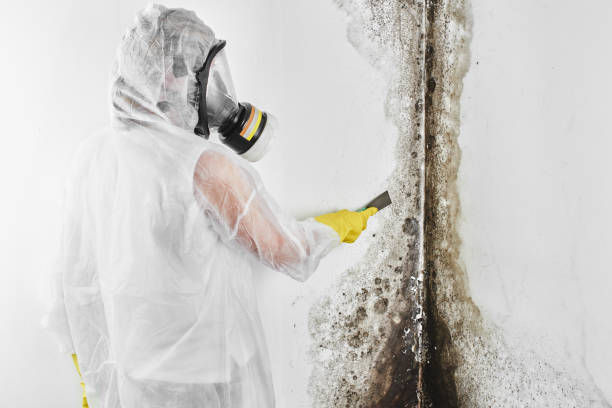 Best Crawl Space Mold Removal  in Imperial, NE