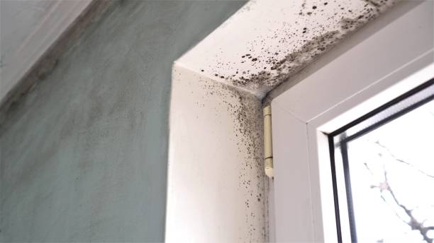 Best Black Mold Removal  in Imperial, NE