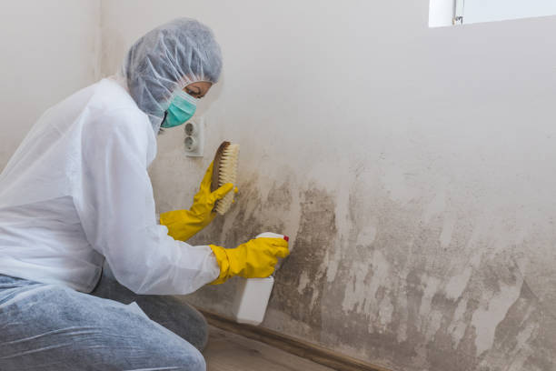Mold Removal and Inspection in Imperial, NE