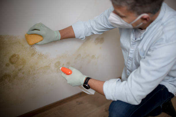 Professional Mold Removal in Imperial, NE