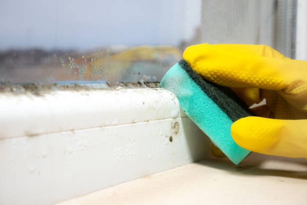 Best Mold Remediation Experts  in Imperial, NE
