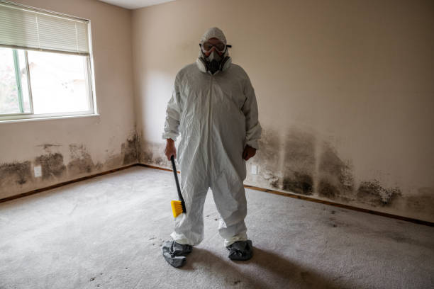 Best Certified Mold Removal  in Imperial, NE