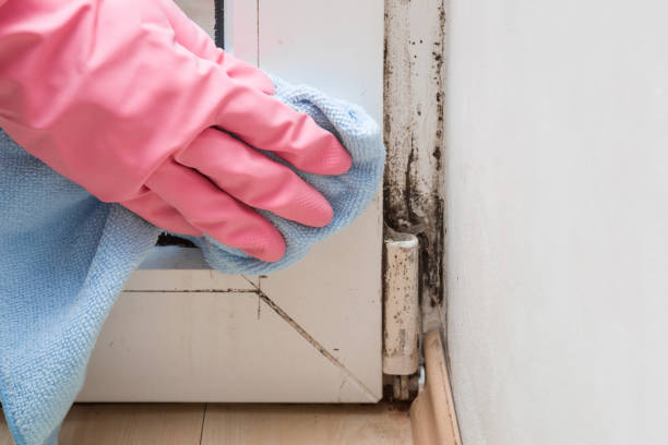 Best Attic Mold Removal  in Imperial, NE